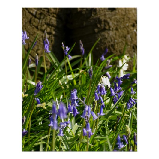 Bluebells Perfect Poster (Voorkant)