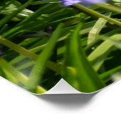 Bluebells Perfect Poster (Hoek)