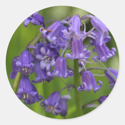 bluebells ronde sticker (Voorkant)