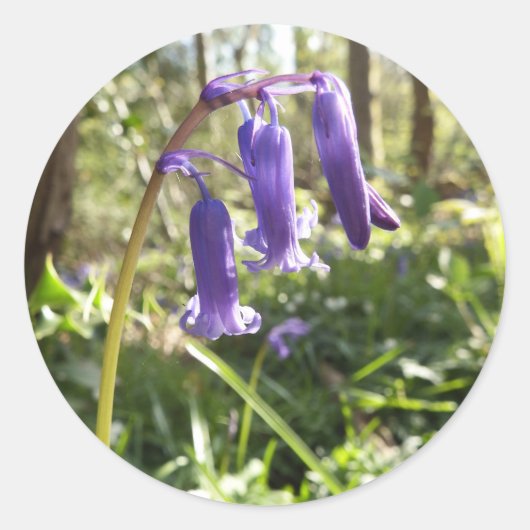 Bluebells Stickers (Voorkant)