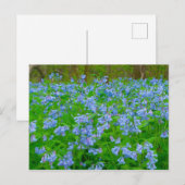 Bluebells, Three Creeks Metropark, Columbus, Ohio Briefkaart (Voorkant / Achterkant)
