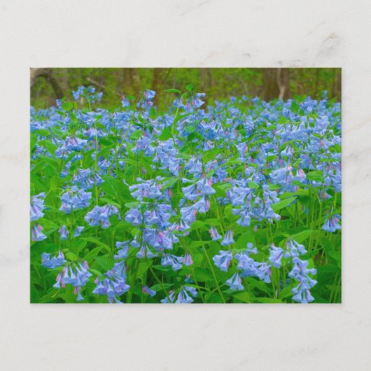 Bluebells, Three Creeks Metropark, Columbus, Ohio Briefkaart (Voorkant)