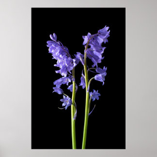 Bluebells, uit de Bossen die ik Creëer. Poster