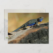 BlueBelly Lizard Briefkaart (Voorkant / Achterkant)