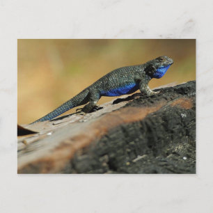 BlueBelly Lizard Briefkaart
