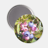 Blueberries 1 Magnet (Recto/Verso)