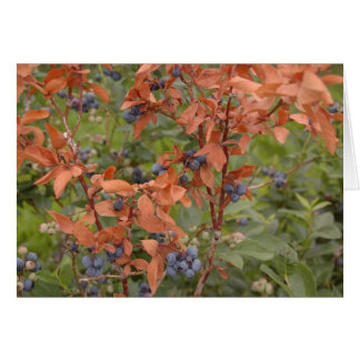 Blueberries en été