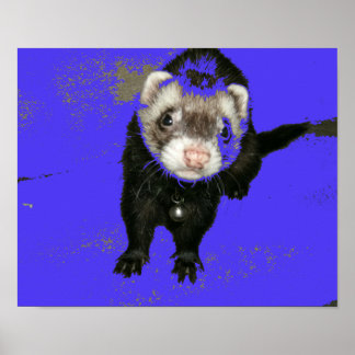 Blueberry Jam Ferret Poster