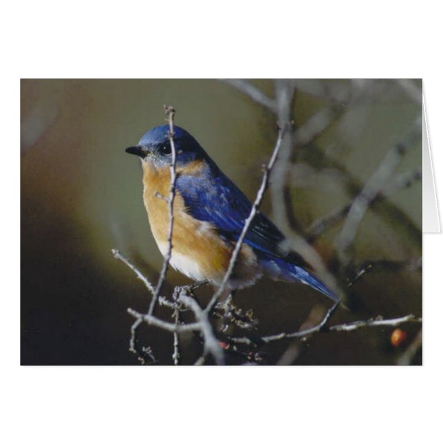 Bluebird (Devant horizontal)
