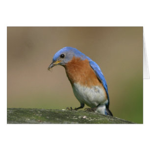 Bluebird