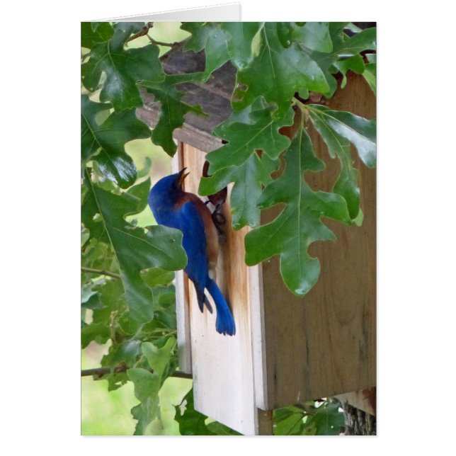 Bluebird à la maison (Devant)