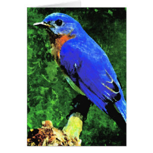 Bluebird All Occasions