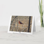 Bluebird & Cardinal, Life Is A Song Sing It. Kaart (Achterkant)