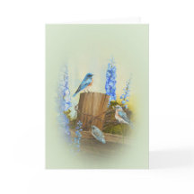 Bluebird familie groet