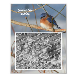 Bluebird Gepersonaliseerde Creëer Uw Eigen 8x10 Foto Afdruk