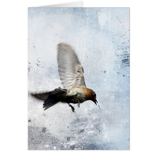 Bluebird Grunge (Voorkant)