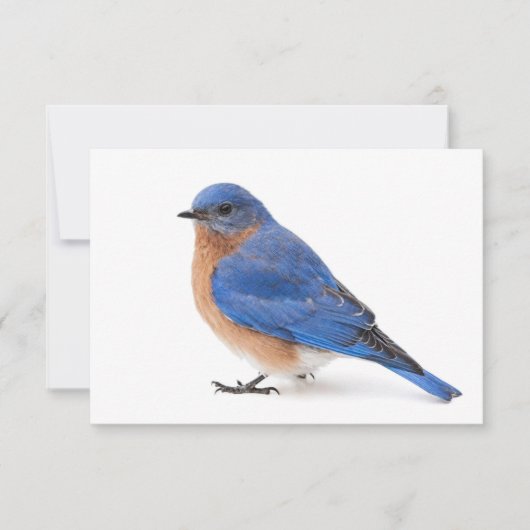Bluebird Kaart (Voorkant)