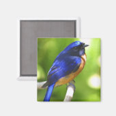 Bluebird Magnet (Recto/Verso)