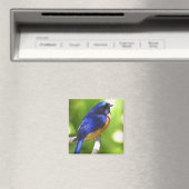 Bluebird Magnet (In Situ (Lave-vaisselle))