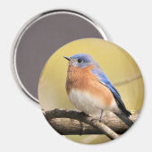 Bluebird Magnet Magneet (Voorkant / Achterkant)