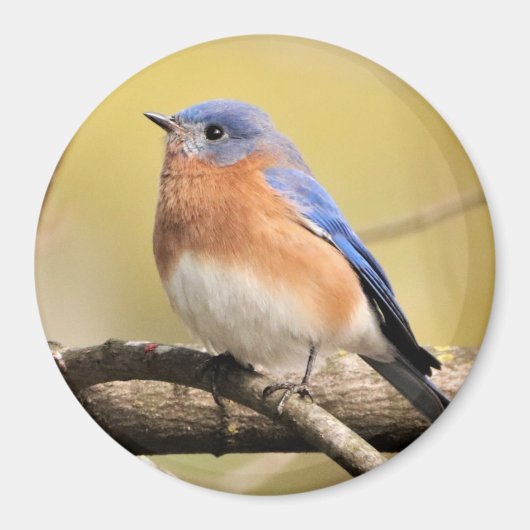 Bluebird Magnet Magneet (Voorkant)