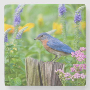 Bluebird male on fence post in flower garden stenen onderzetter
