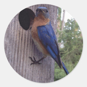 Bluebird Mannelijke Sticker
