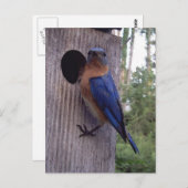 Bluebird Nest Box Briefkaart (Voorkant / Achterkant)