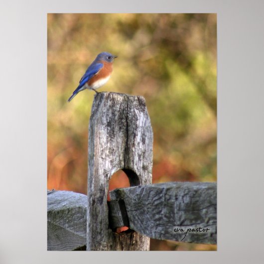 Bluebird of Happiness - Poster (Devant)