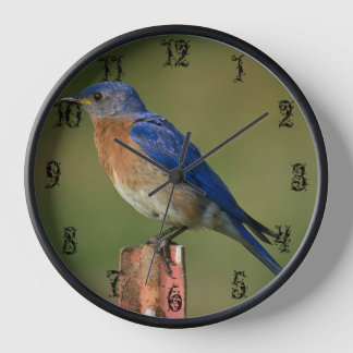 BLUEBIRD OP EEN STAKE C-CLOCK
