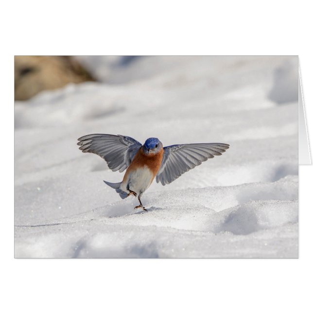 Bluebird oriental dansant dans la neige (Devant horizontal)