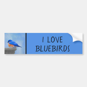 Bluebird Painting - Original Bird Art Bumpersticker