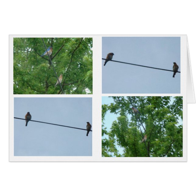 Bluebird Pair, Collage (Voorkant Horizontaal)