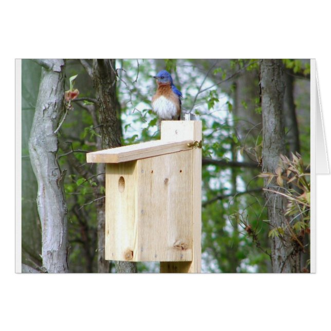 Bluebird Ruffled Feathers (Voorkant Horizontaal)