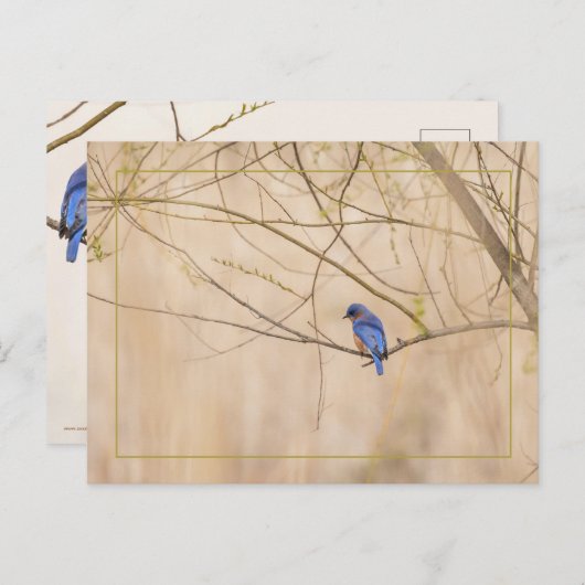 Bluebird Spring Briefkaart (Voorkant / Achterkant)
