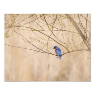 Bluebird Spring Foto Afdruk