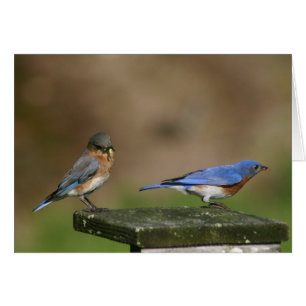 Bluebirds