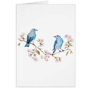 Bluebirds de montagne sur la branche Sakura