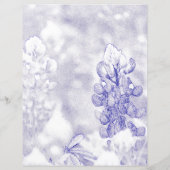 Bluebonnet (Achterkant)