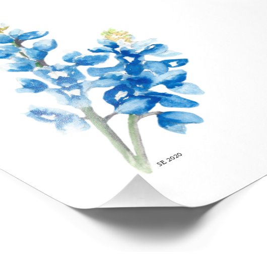 Bluebonnet 4 photo (Coin)