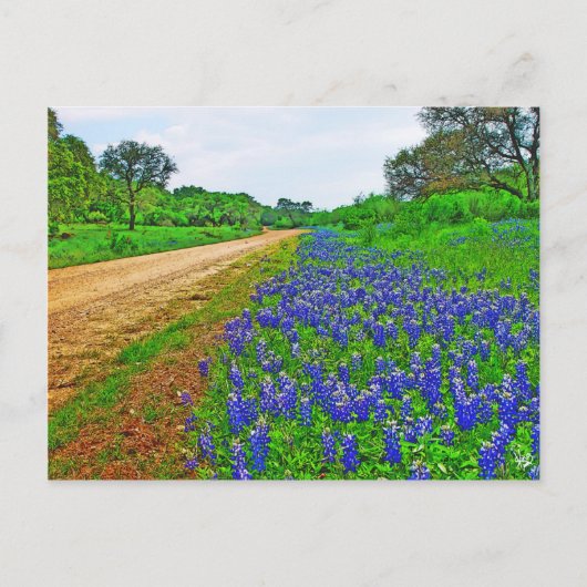 Bluebonnet Back Road Briefkaart (Voorkant)