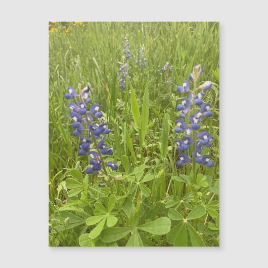 Bluebonnet Blvd. Magneet (Voorkant)