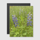 Bluebonnet Blvd. Magnet (Devant / Derrière)