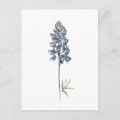 Bluebonnet Briefkaart (Voorkant)