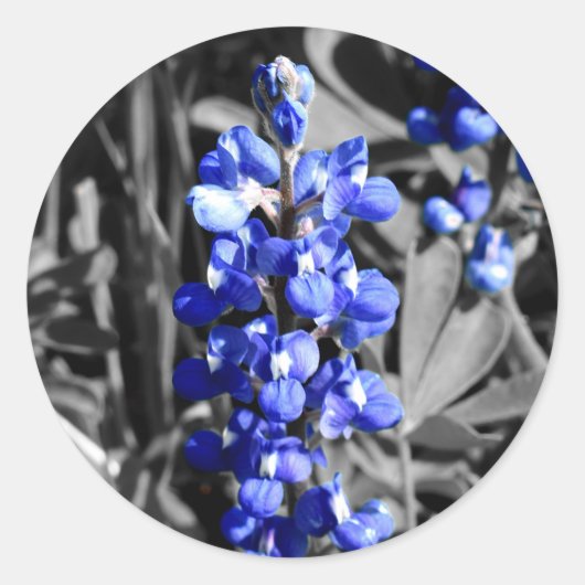 Bluebonnet-Sticker Ronde Sticker (Voorkant)