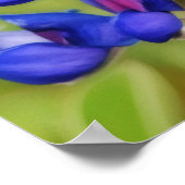 Bluebonnet Texas Flower Close Up Wildflower Poster (Hoek)