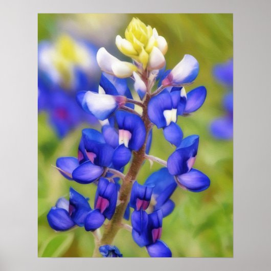 Bluebonnet Texas Flower Close Up Wildflower Poster (Voorkant)