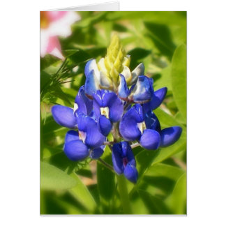 Bluebonnet uit Texas