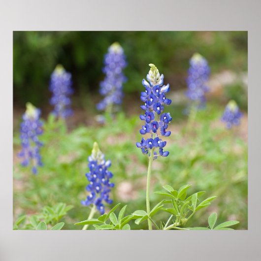 Bluebonnet Wildbloemen Poster (Voorkant)