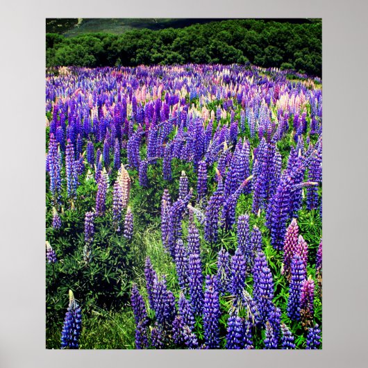 Bluebonnets Blue Flowers Texas Texan Floral Poster (Devant)